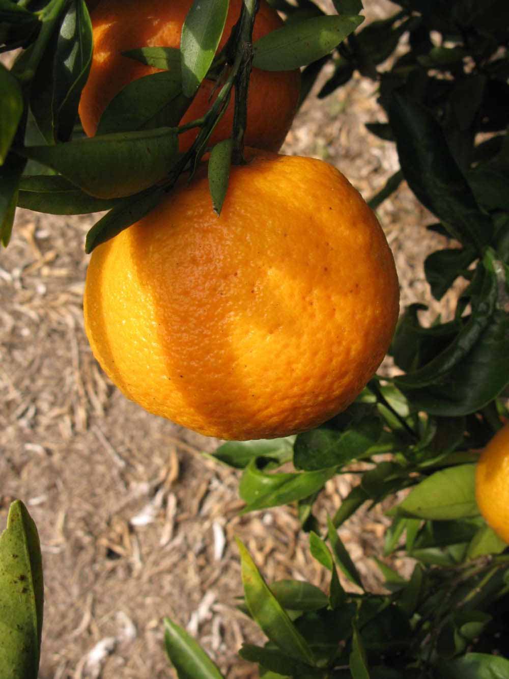              Fruit (Winter Haven, FL)       